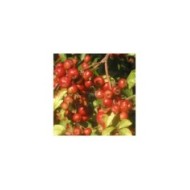 Malus PERPETU® 'Evereste' - fruits - Sapho