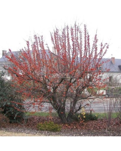 Malus PERPETU® 'Evereste' - avec des fruits - Sapho