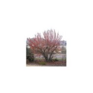 Malus PERPETU® 'Evereste' - avec des fruits - Sapho