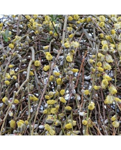 Salix caprea 'Kilmarnock' (Conall / flickr.com)
