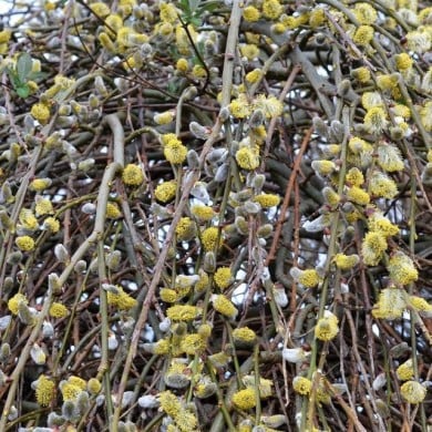 Salix caprea 'Kilmarnock' (Conall / flickr.com)