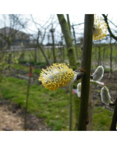 Salix caprea 'Kilmarnock' (APictche / wikimedia.org)