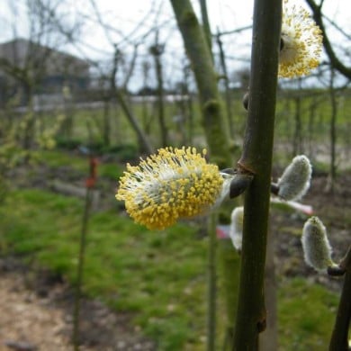 Salix caprea 'Kilmarnock' (APictche / wikimedia.org)