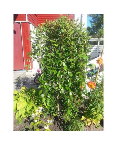 Salix caprea 'Kilmarnock' (Bengt B / wikimedia.org)