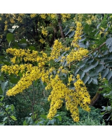 Savonnier - Koelreuteria paniculata (Archaeodontosaurus / wikimedia.org)