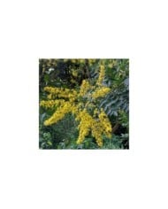 Savonnier - Koelreuteria paniculata (Archaeodontosaurus / wikimedia.org)
