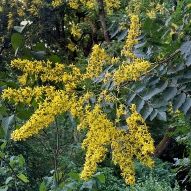 Savonnier - Koelreuteria paniculata (Archaeodontosaurus / wikimedia.org)