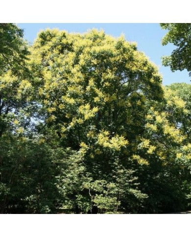 Savonnier - Koelreuteria paniculata (Plant Image Library / wikimedia.org)