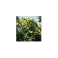 Savonnier - Koelreuteria paniculata (Plant Image Library / wikimedia.org)
