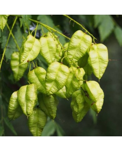 Savonnier - Koelreuteria paniculata (Agnieszka Kwiecie? - Nova / wikimedia.org)