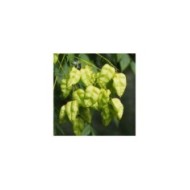 Savonnier - Koelreuteria paniculata (Agnieszka Kwiecie? - Nova / wikimedia.org)