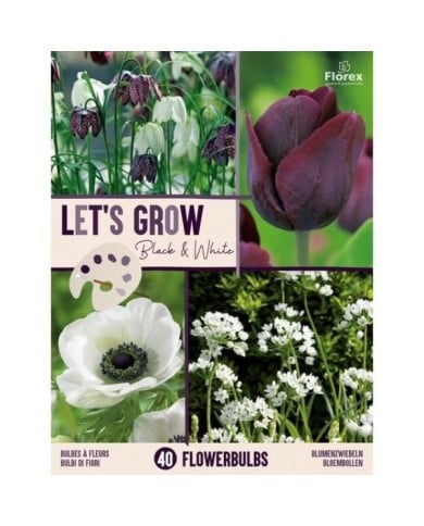 Let's Grow - Noir & Blanc - lot de 40 bulbes