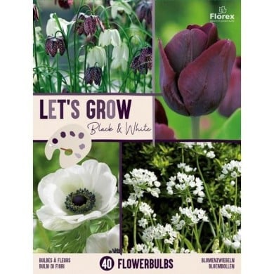 Let's Grow - Noir & Blanc - lot de 40 bulbes