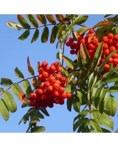 Sorbus aucuparia - baies (Hans Kylberg / flickr.com)