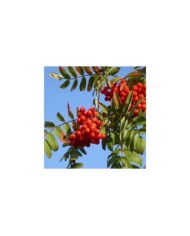 Sorbus aucuparia - baies (Hans Kylberg / flickr.com)