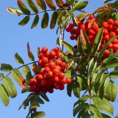 Sorbus aucuparia - baies (Hans Kylberg / flickr.com)