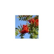 Sorbus aucuparia - baies (Hans Kylberg / flickr.com)