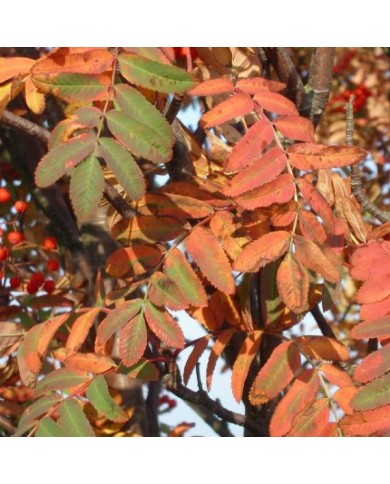 Sorbus aucuparia - feuillage automnal (Hans Kylberg / flickr.com)
