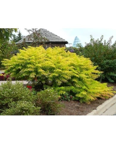 Sumac de Virginie 'Tiger eyes'