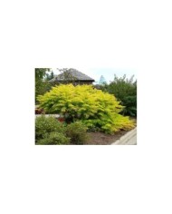 Sumac de Virginie 'Tiger eyes'