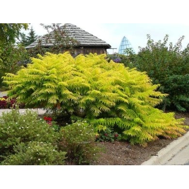 Sumac de Virginie 'Tiger eyes'