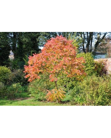 Rhus typhina 'Tiger eyes' - feuillage d'automne