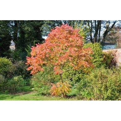 Rhus typhina 'Tiger eyes' - feuillage d'automne