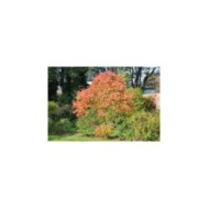 Rhus typhina 'Tiger eyes' - feuillage d'automne