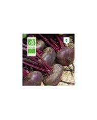 Betterave rouge plate d'Egypte Bio