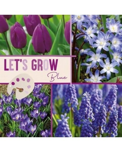 Let's Grow - Bleu - lot de 40 bulbes