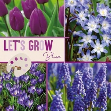 Let's Grow - Bleu - lot de 40 bulbes