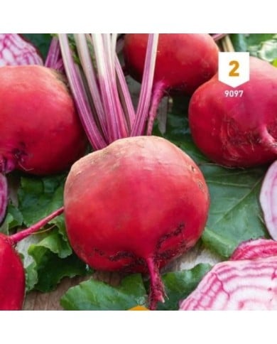 Betterave Chioggia