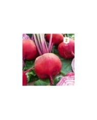 Betterave Chioggia