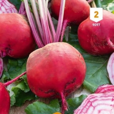 Betterave Chioggia