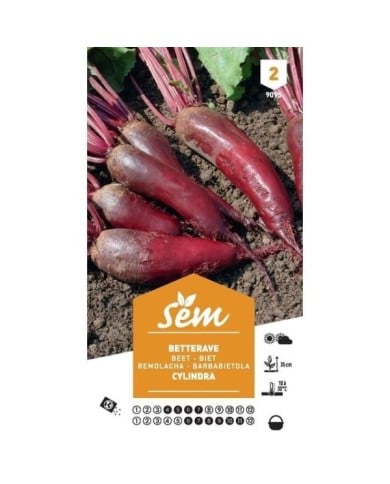 Betterave Cylindra (sachet)