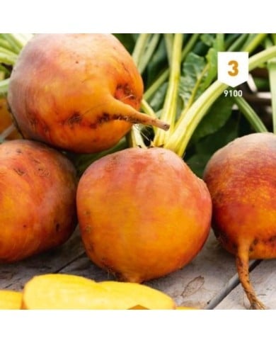 Betterave orange Burpees Golden