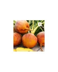 Betterave orange Burpees Golden