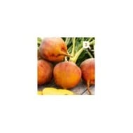 Betterave orange Burpees Golden