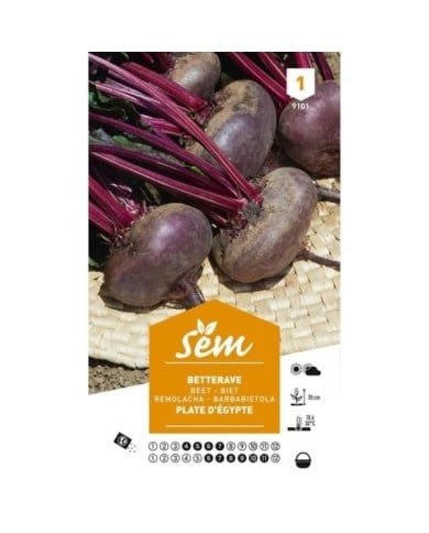 Betterave plate d'Egypte (sachet)