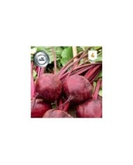 Betterave rouge Pablo F1
