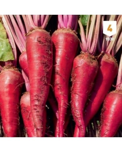 Betterave fourragère géant rouge XXL