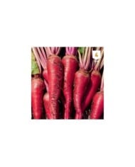 Betterave fourragère géant rouge XXL