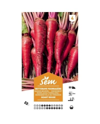 Betterave fourragère géant rouge XXL (sachet)