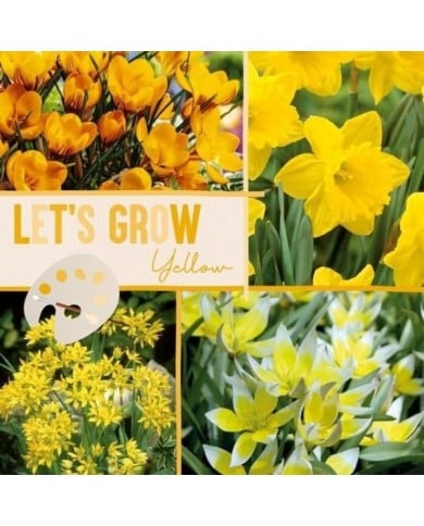 Let's Grow - Jaune - lot de 40 bulbes