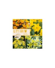 Let's Grow - Jaune - lot de 40 bulbes