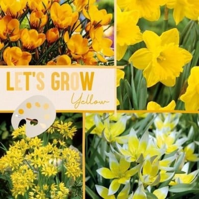 Let's Grow - Jaune - lot de 40 bulbes