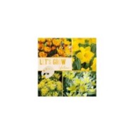 Let's Grow - Jaune - lot de 40 bulbes