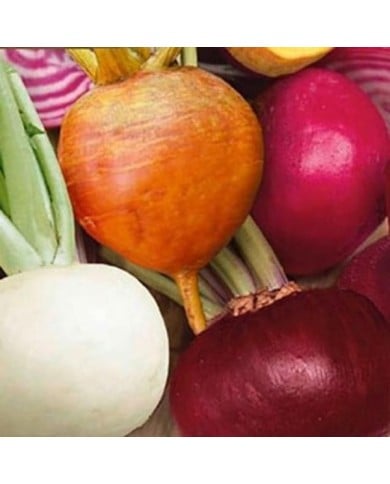 Betterave mixte 4 couleurs
