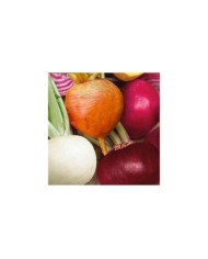 Betterave mixte 4 couleurs