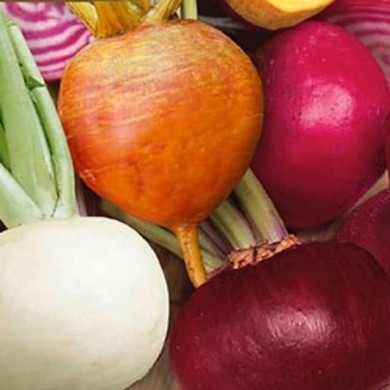 Betterave mixte 4 couleurs
